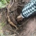 四川本地农户种植特产川明参