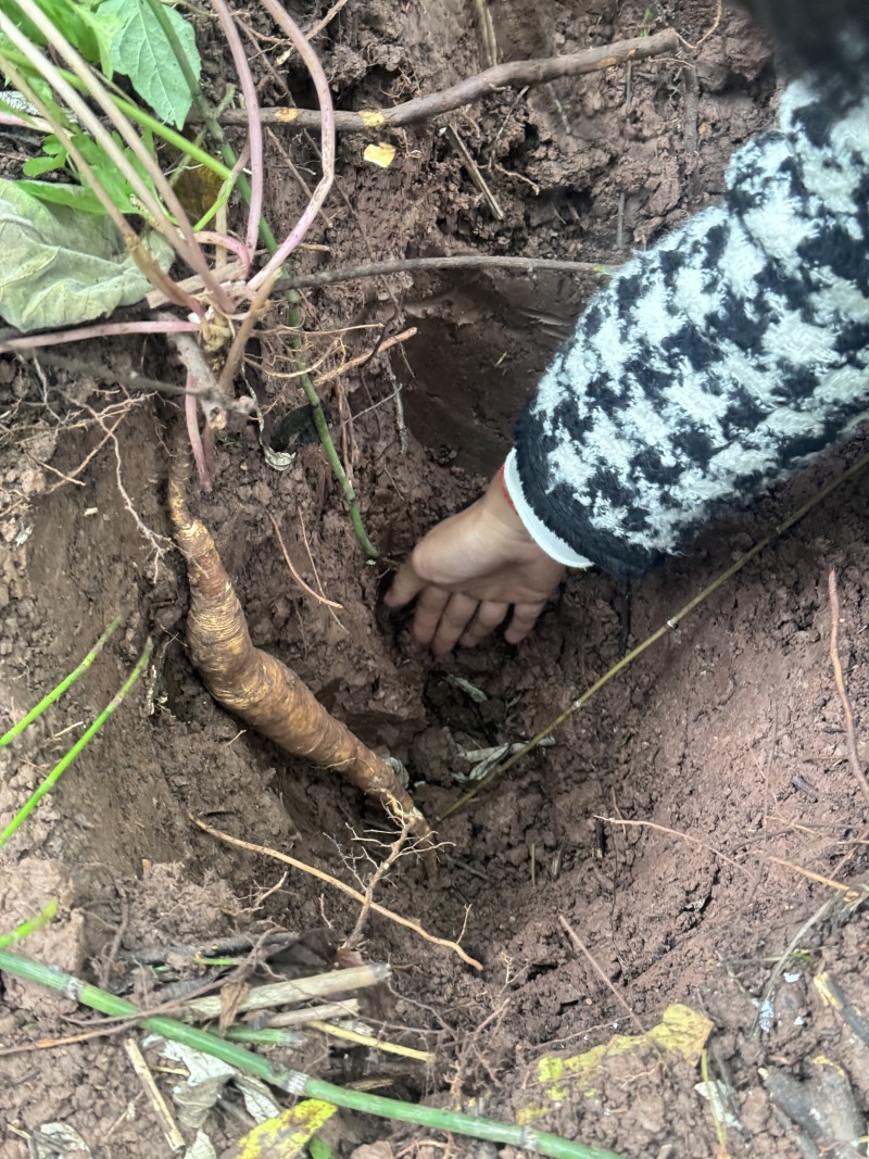 四川本地农户种植特产川明参