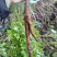 四川本地农户种植特产川明参