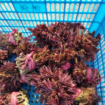 山东红油香椿芽头茬嫩芽大量批发，欢迎各位老板致电
