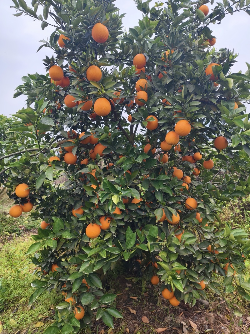夏橙佛罗期特