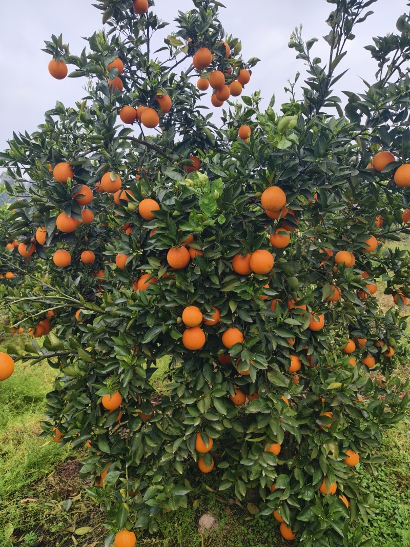夏橙佛罗期特