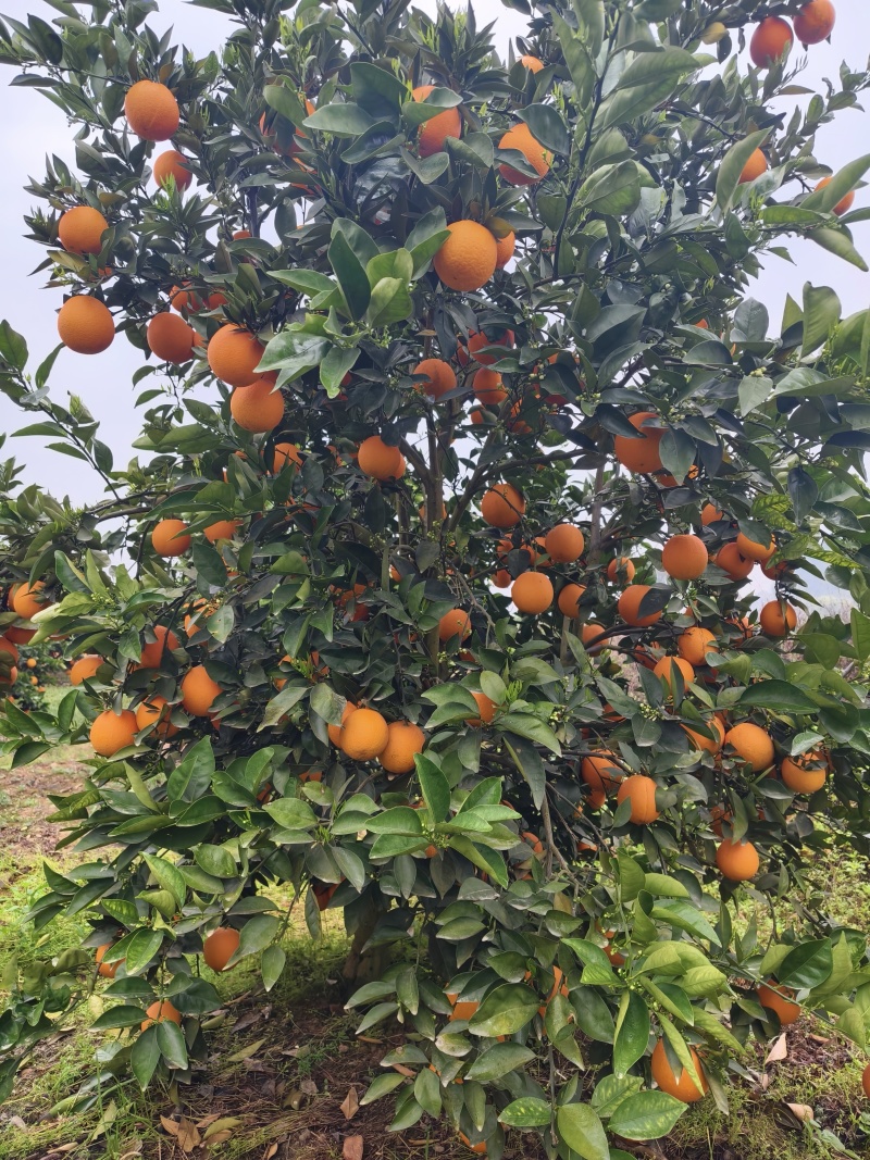 夏橙佛罗期特