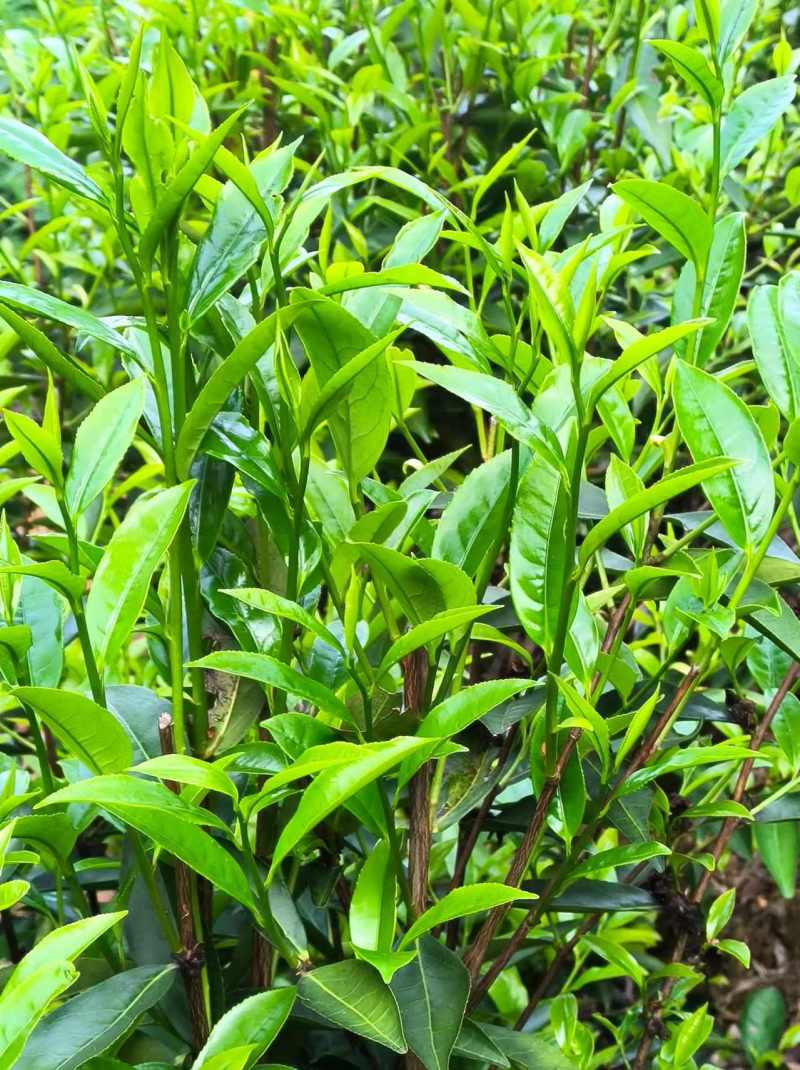 五华棉洋、高山春茶、家茶、单丛、柴火纯手工茶（可售茶青）