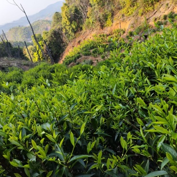 五华棉洋、高山春茶、家茶、单丛、柴火纯手工茶（可售茶青）
