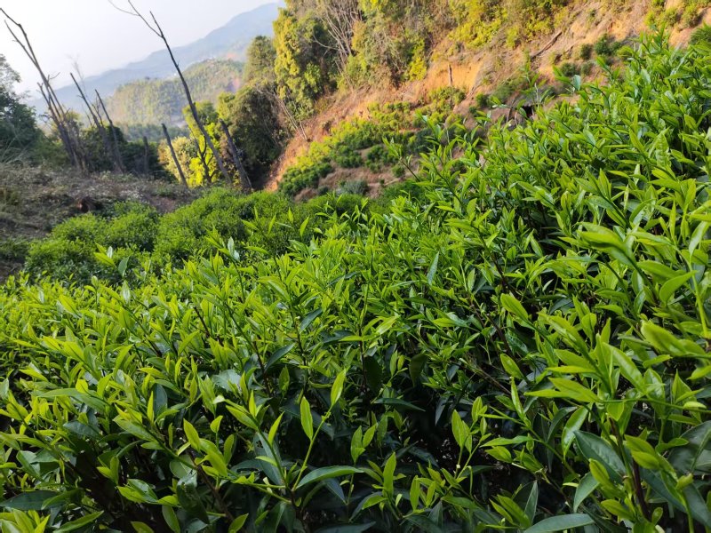 五华棉洋、高山春茶、家茶、单丛、柴火纯手工茶（可售茶青）