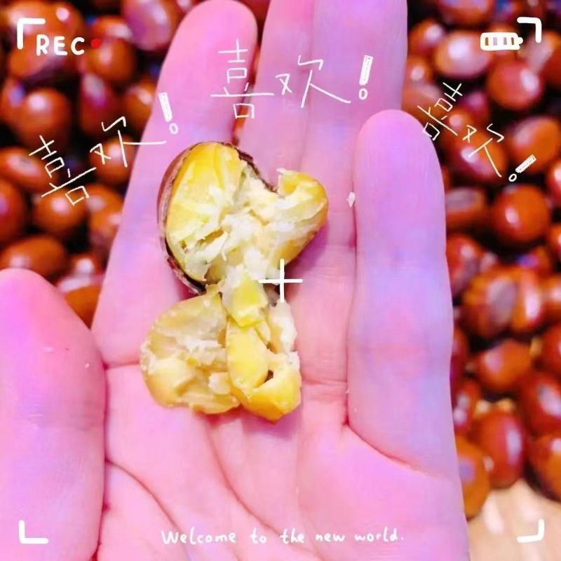糖炒栗子炒熟板栗云南高山野生板栗软糯香甜带壳即食大果开口