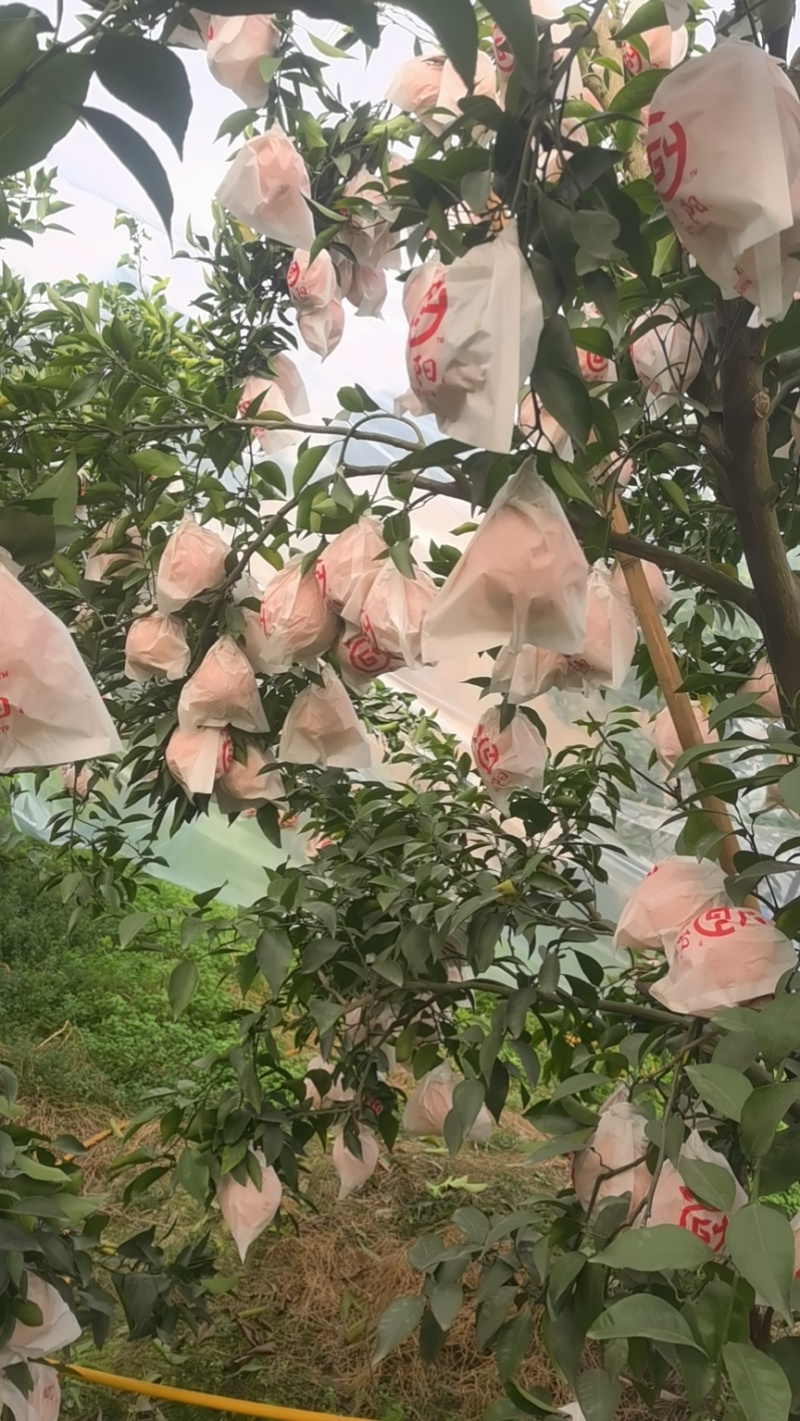 春见耙耙柑