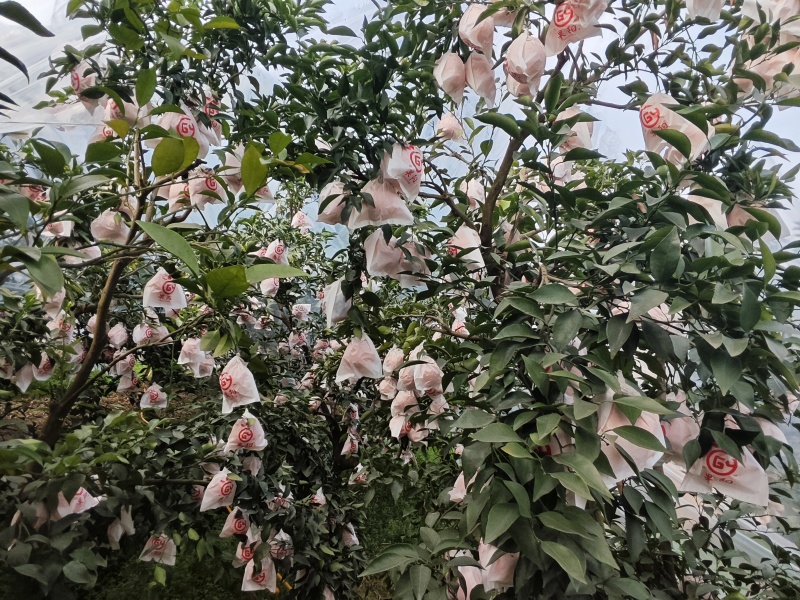 春见耙耙柑