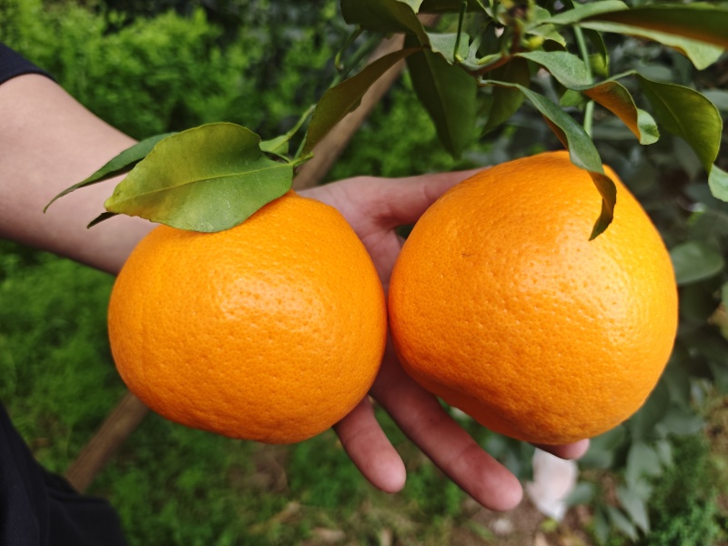 春见耙耙柑