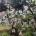 春见耙耙柑