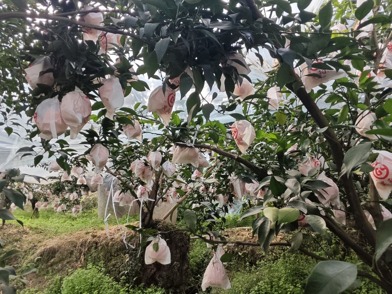 春见耙耙柑