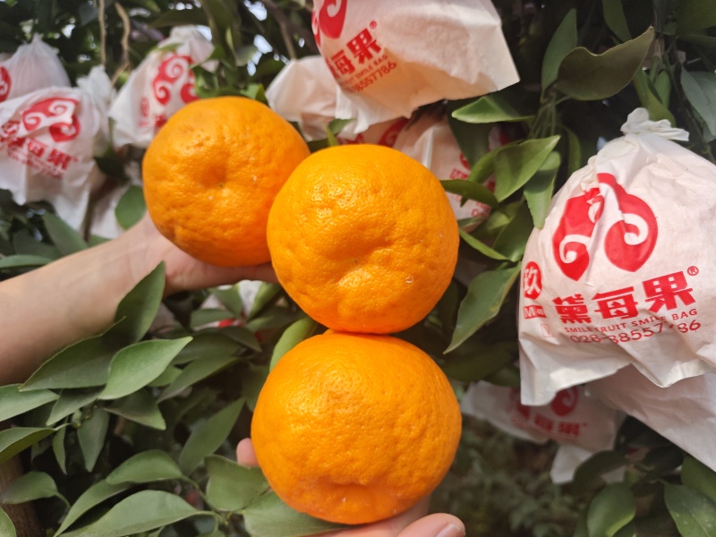 春见耙耙柑