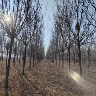 12到19公分白蜡/白蜡清地/苗圃处理白蜡/白蜡