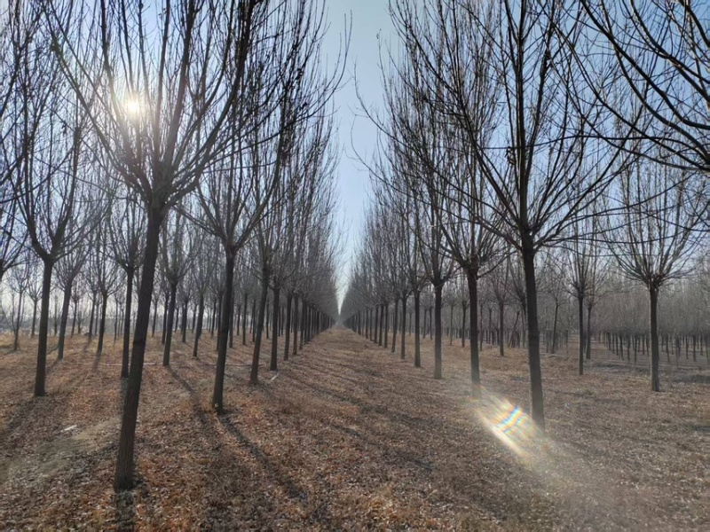 12到19公分白蜡/白蜡清地/苗圃处理白蜡/白蜡