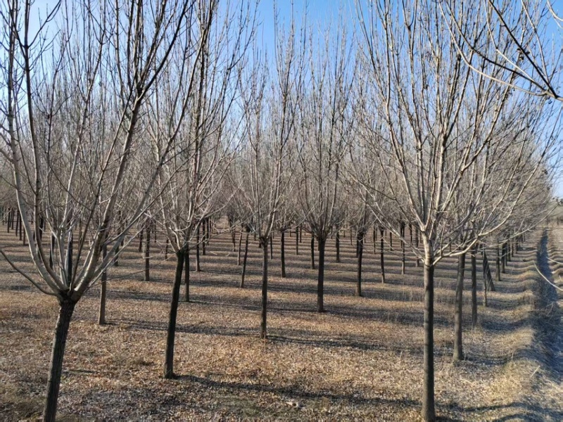 12到19公分白蜡/白蜡清地/苗圃处理白蜡/白蜡