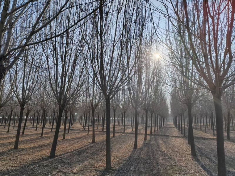 12到19公分白蜡/白蜡清地/苗圃处理白蜡/白蜡