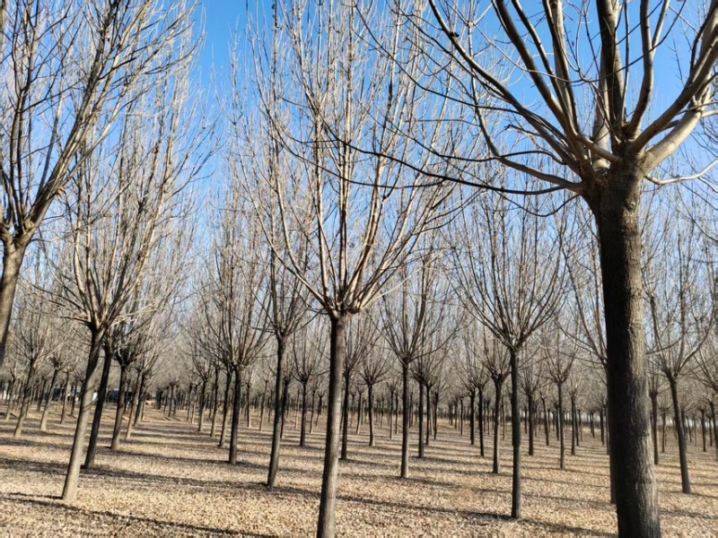 12到19公分白蜡/白蜡清地/苗圃处理白蜡/白蜡