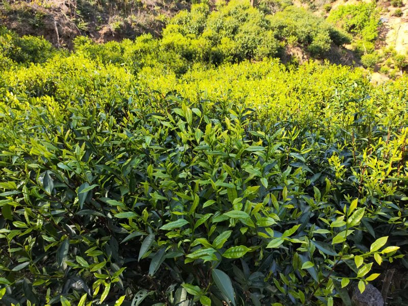 五华棉洋、高山春茶、家茶、单丛、柴火纯手工茶（可售茶青）