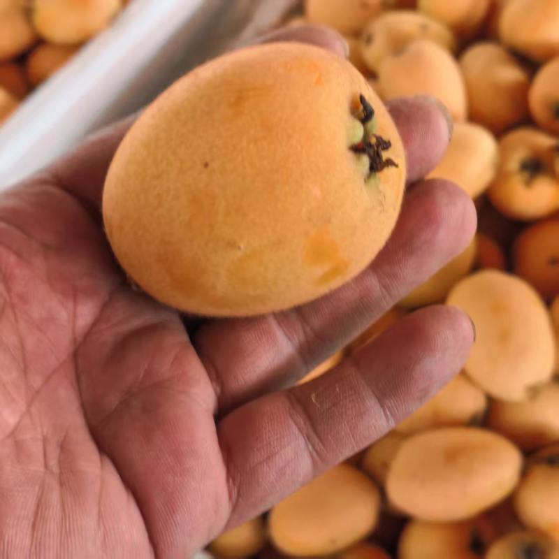 大凉山五星枇杷大果