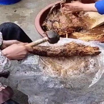 自己家挖的葛根粉