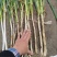 钢葱产地直供量大从优保质保量对接全国欢迎采购