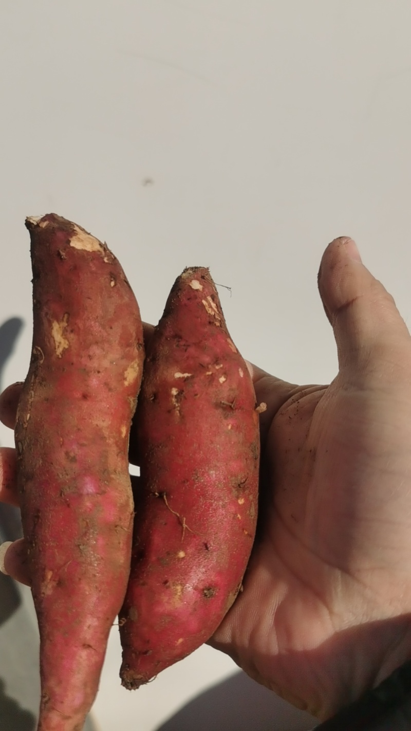红薯，白心商薯，商薯19