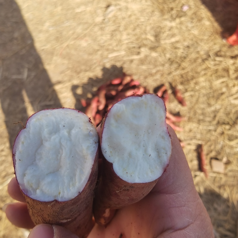 红薯，白心商薯，商薯19