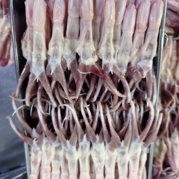 大鸭舌