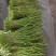芦蒿蔬菜