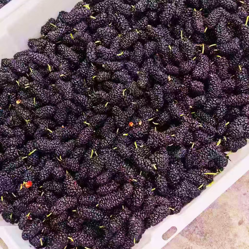 大凉山桑葚