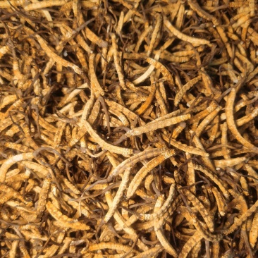 冬虫夏草/源头批发/品质保证/电商**/干虫草