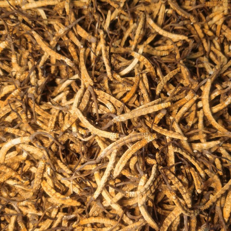 冬虫夏草/源头批发/品质保证/电商**/干虫草