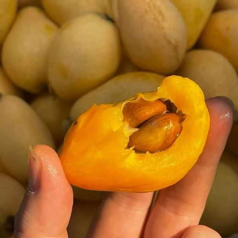 早忠6号枇杷攀枝花枇杷四川枇杷，大量现货供应，保质保量