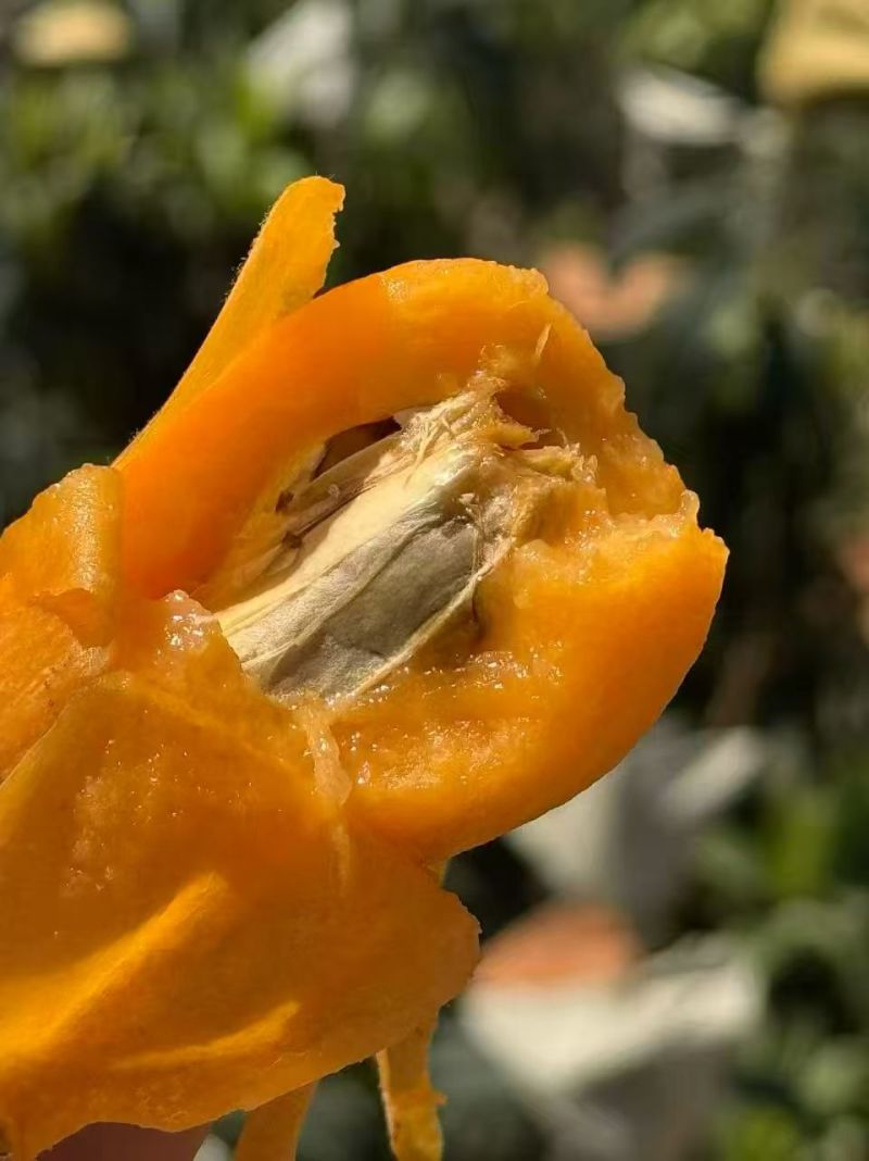早忠6号枇杷攀枝花枇杷四川枇杷，大量现货供应，保质保量