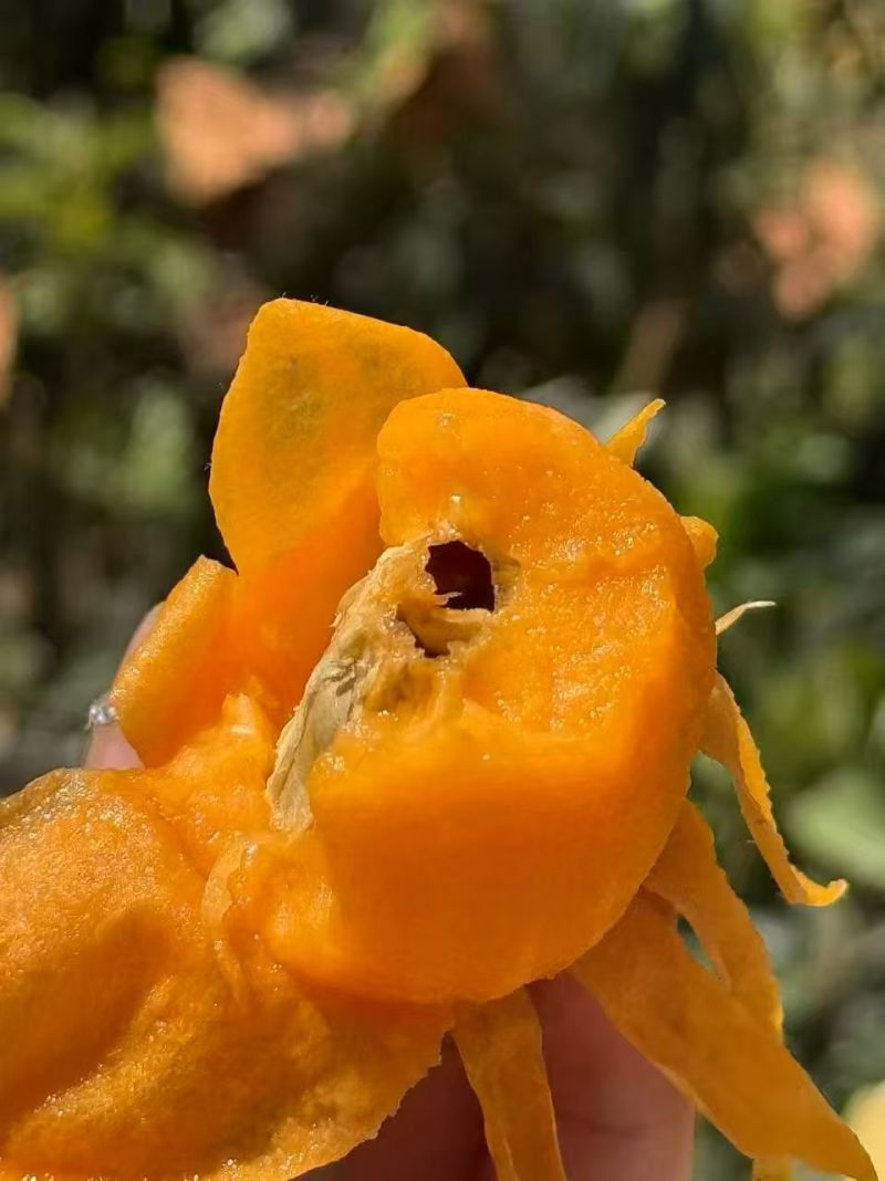 早忠6号枇杷攀枝花枇杷四川枇杷，大量现货供应，保质保量