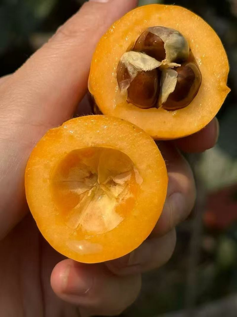 早忠6号枇杷攀枝花枇杷四川枇杷，大量现货供应，保质保量
