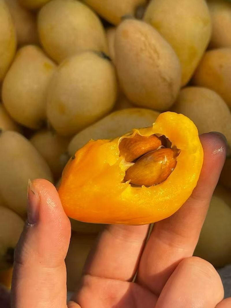 早忠6号枇杷攀枝花枇杷四川枇杷，大量现货供应，保质保量