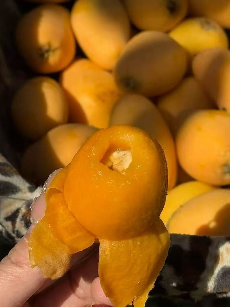 早忠6号枇杷攀枝花枇杷四川枇杷，大量现货供应，保质保量