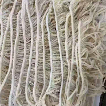 毛肚千层