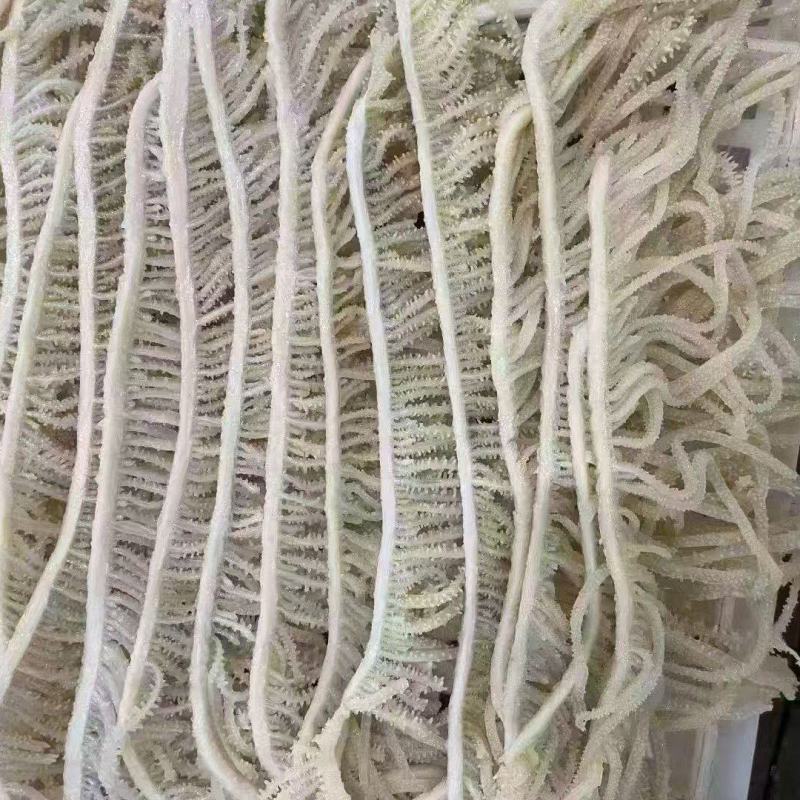 毛肚千层