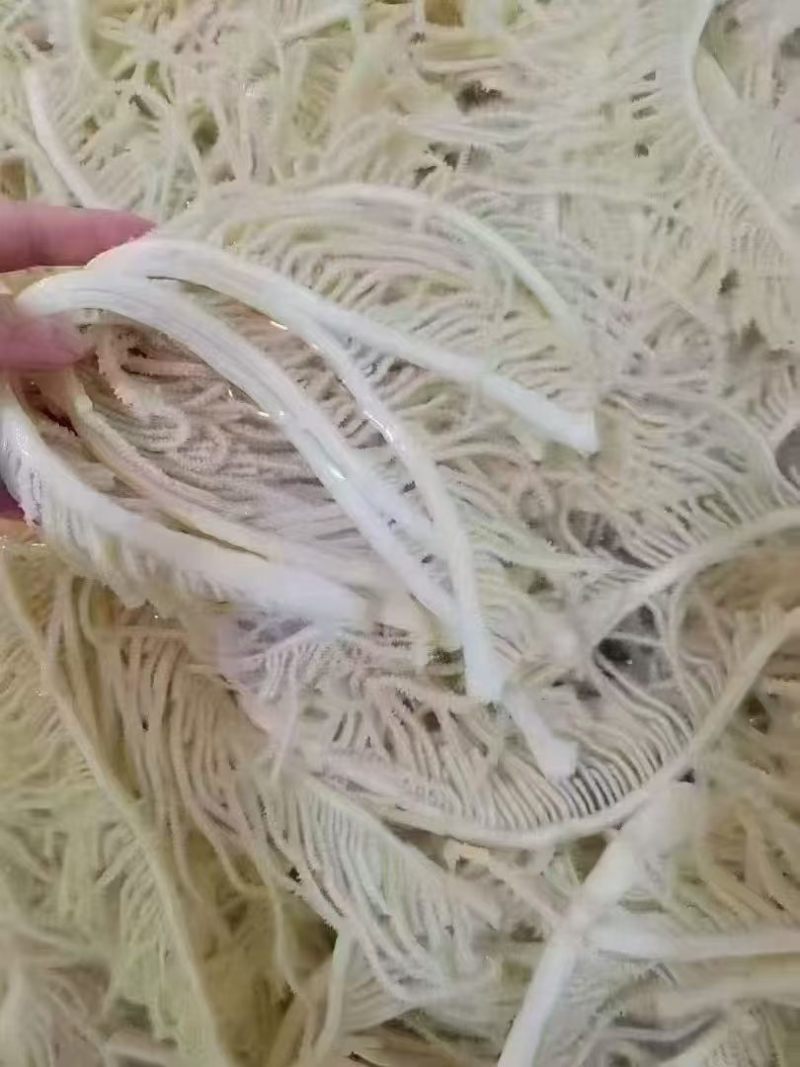 毛肚千层