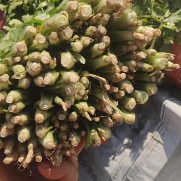精品香菜
