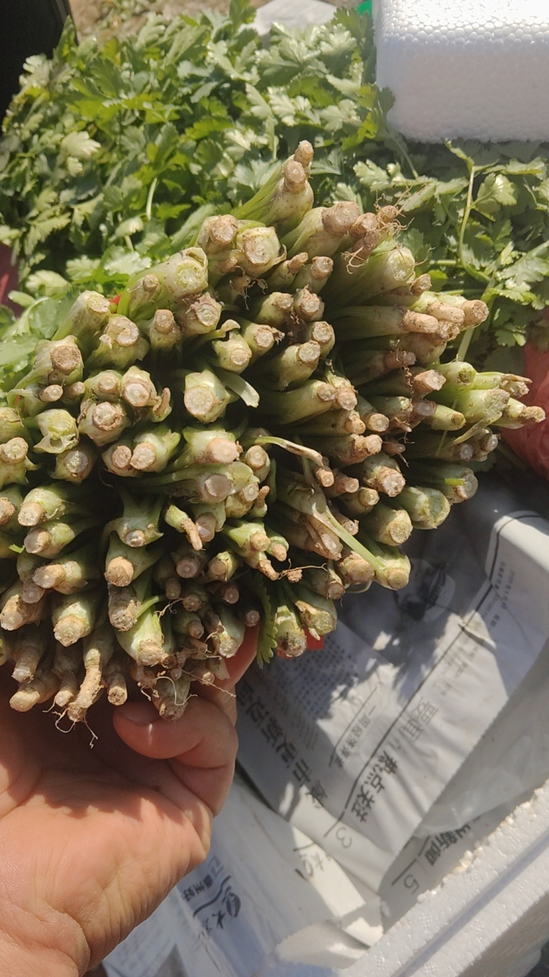 精品香菜