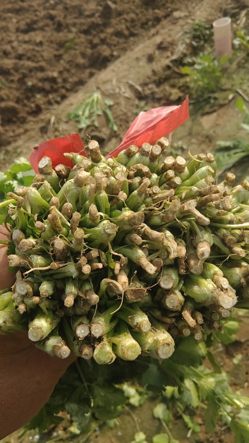 精品香菜