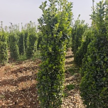 大叶黄杨柱1.2.......1.4米部分处理中，产地直
