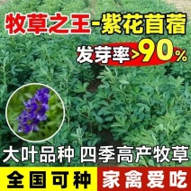 进口大叶紫花苜蓿种子多年生耐寒四季牧草高产种籽牛羊马鸡鸭