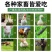 进口大叶紫花苜蓿种子多年生耐寒四季牧草高产种籽牛羊马鸡鸭