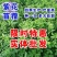 进口大叶紫花苜蓿种子多年生耐寒四季牧草高产种籽牛羊马鸡鸭