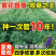 进口大叶紫花苜蓿种子多年生耐寒四季牧草高产种籽牛羊马鸡鸭